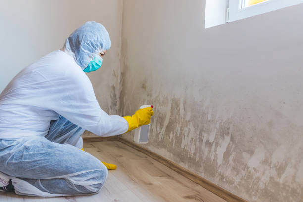 Licensed Mold Remediation service in Fallston, MD - WQB Mold Removal